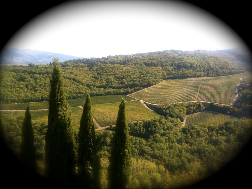 The vineyards of Tuscany.