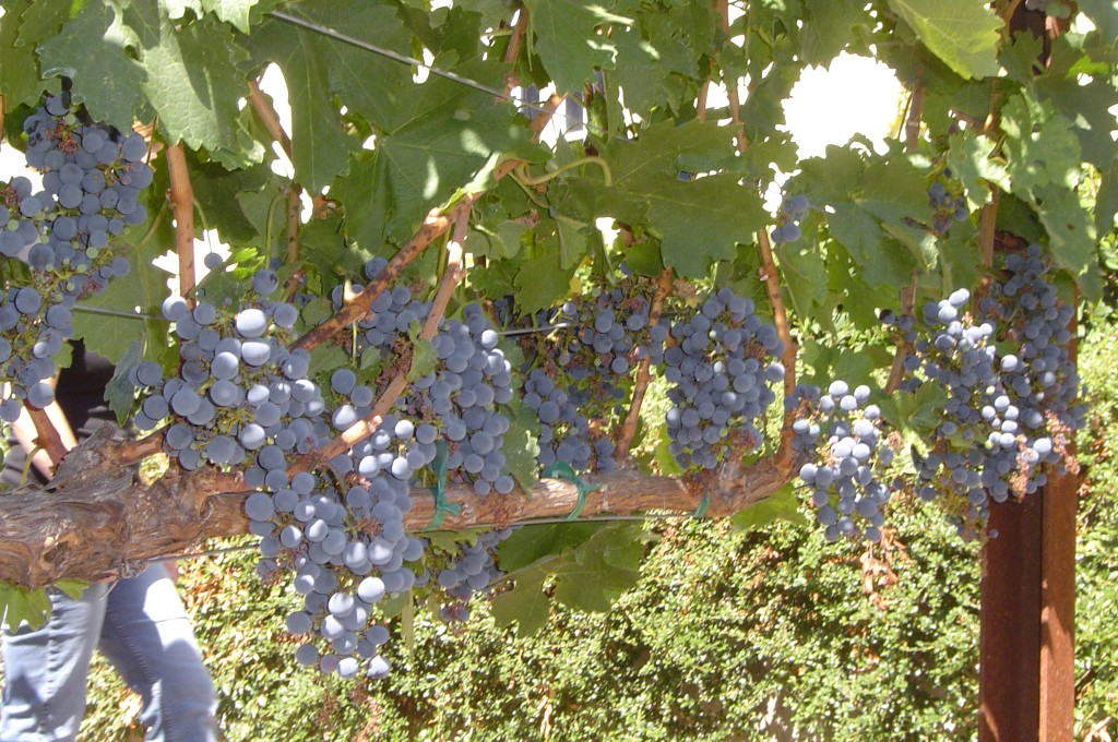 Una estate con vino...le uve di un vigneto a Sonoma (2007). 